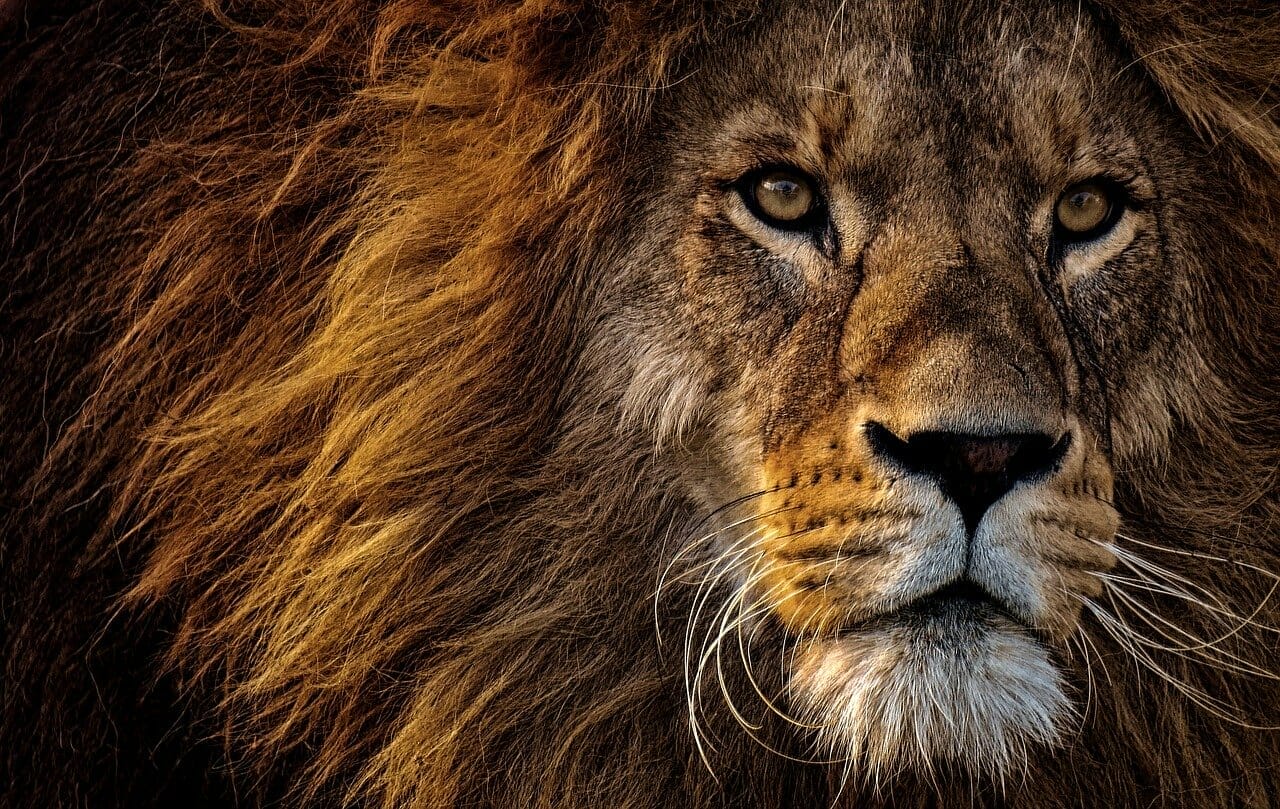 Lions, SMEs, multinationals,