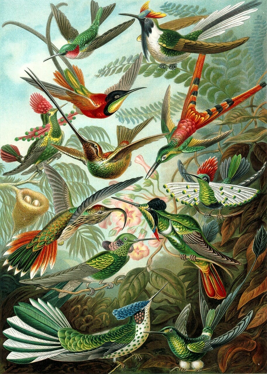 Swift, Ripple