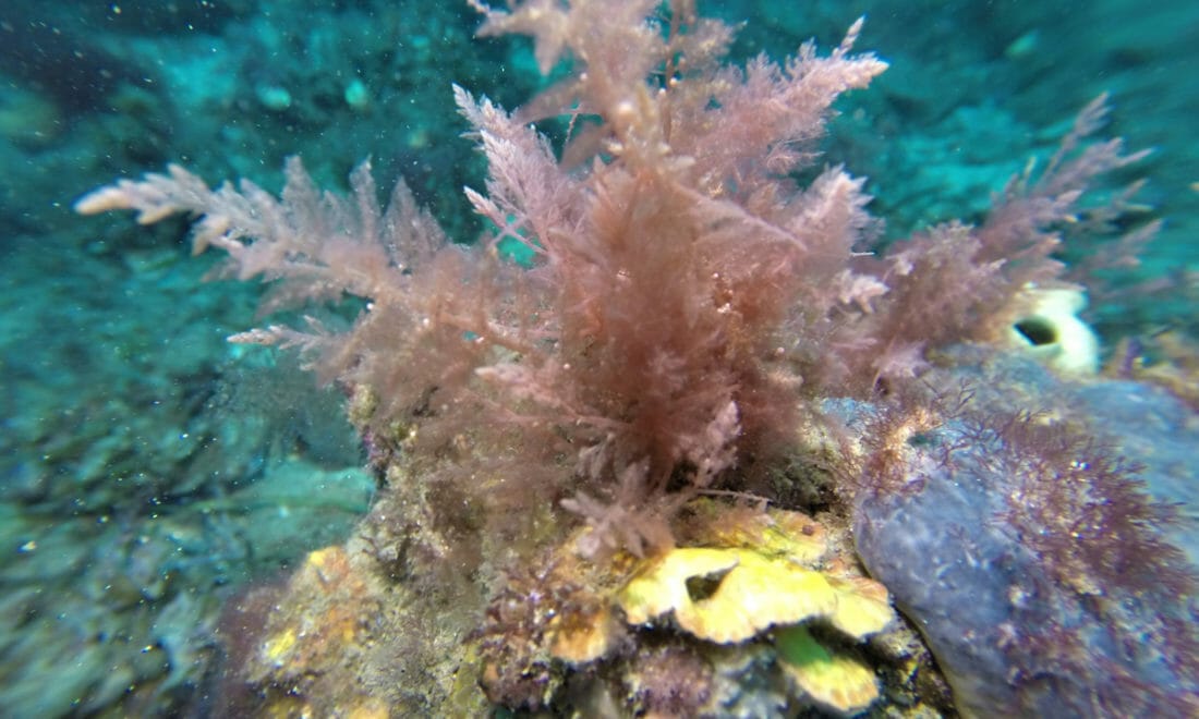 seaweed