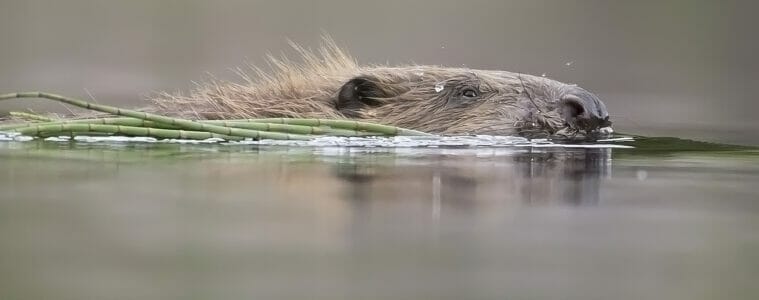 Charity Criticises Beaver Reports Published by the Scottish Government's Nature Agency