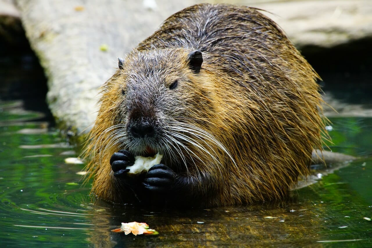 A Big Win For Nature, Climate and Farmers with Scotland’s Beavers Expansion