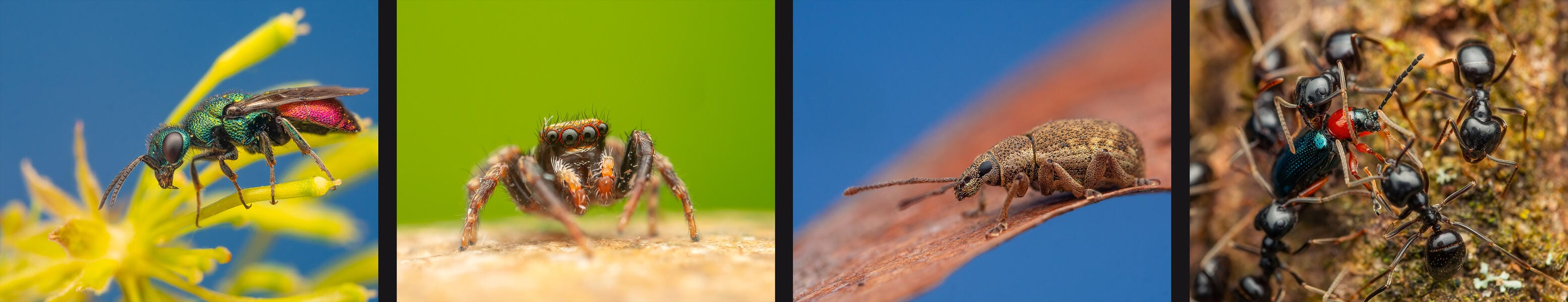 Buglife Bug Awards 2021