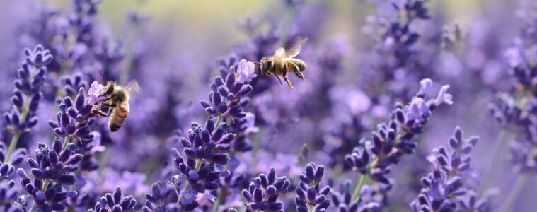 Bees on purple flower