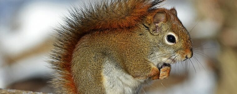 red squirrel, rodent, animal, meat consumption