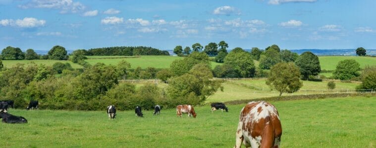 livestock, countryside, cows, dairy farming, vistamilk