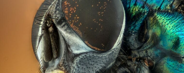 macro, fly, compound eyes, UK flying insects