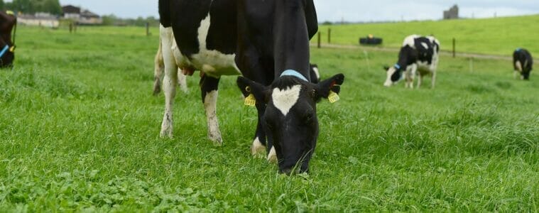 Irish farmers could soon avail of dairy drones on a wide scale. Image courtesy of Teagasc.