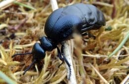 Scottish Oil Beetle