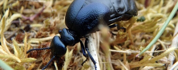 Scottish Oil Beetle Hunt, to help Species on the Edge