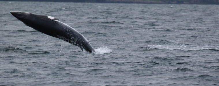 Record high for minke whale sightings but record low for basking sharks, research in Hebrides finds