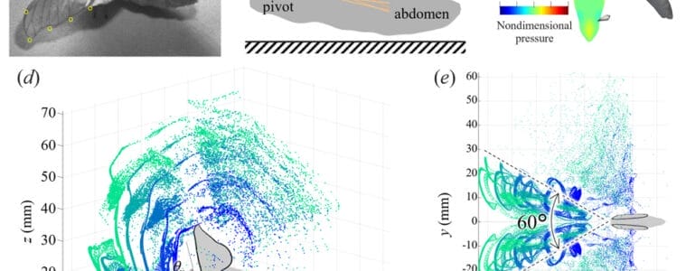 Study Uncovers How Silkworm Moth's Odor Detection May Improve Robotics