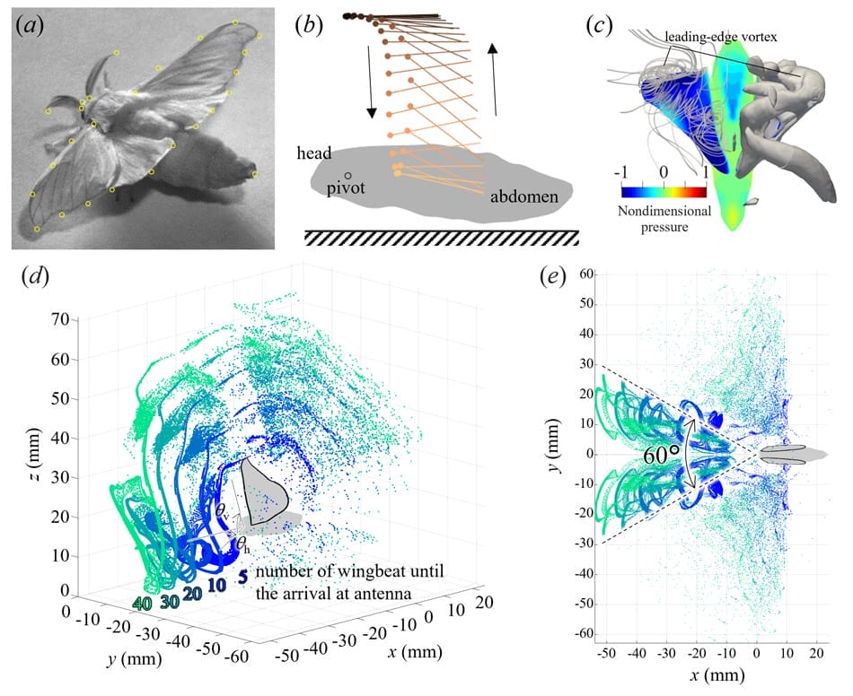 Study Uncovers How Silkworm Moth's Odor Detection May Improve Robotics