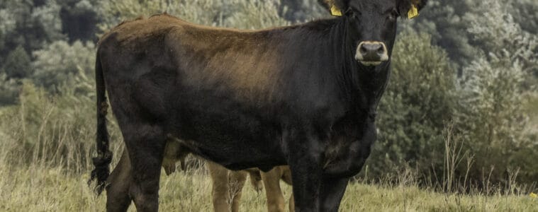 UK ‘return’ for ancient cattle 400 years after European extinction