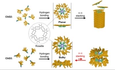 Chiba University Researchers Pioneer Dendron-Enhanced Chlorophyll Assemblies for Next-Gen Light-Harvesting Materials