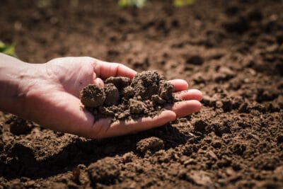 Soil: The Foundation of Life - an expert's view