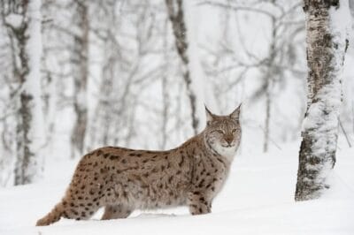 Lynx