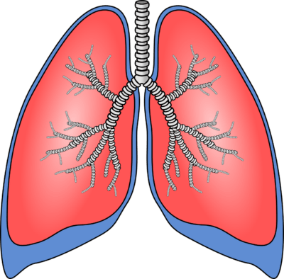 lungs, organ, anatomy, bronchia, bronchial tubes, bronchi, human, breathing, biology, medicine, lungs, lungs, lungs, lungs, lungs. Irish Med-Tech Firm Developing AI-Powered Tool to Predict Lung Disease