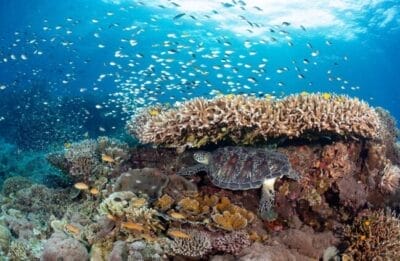 Coral Reefs